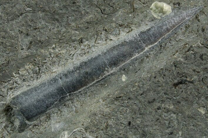 Fossil Belemnite (Youngibelus) Rostrum - Germany #354204
